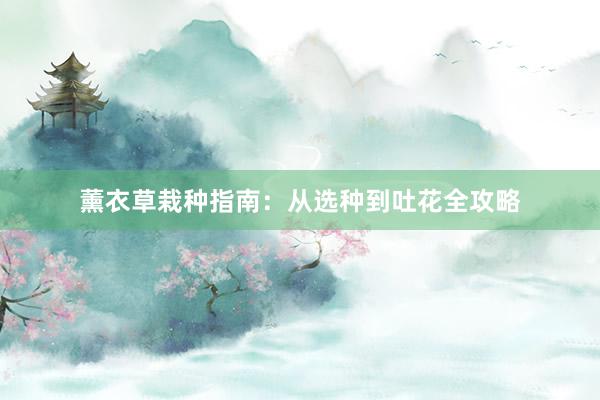 薰衣草栽种指南：从选种到吐花全攻略